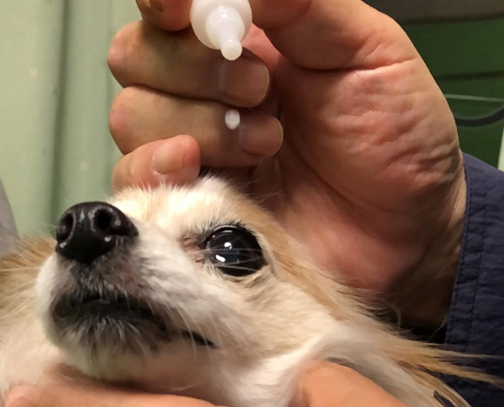 点眼による歯周病予防・ケア