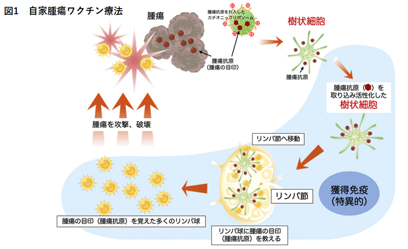 最新医療免疫療法【自家腫瘍（がん）ワクチン療法】