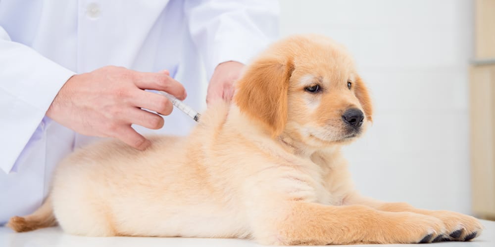 犬のワクチン接種の種類・予防時期
