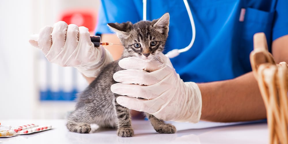 猫のワクチン接種の種類・時期